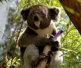 Doobie Smoking Koala - This bear tells great jokes! But he likes to bogie the joint! ROFL