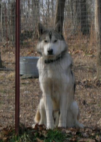 Woden at 11 months old. - Woden waits for attention - 11 months old