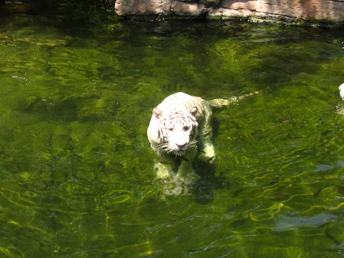 white tiger - white tiger swimming at the singapore zoo