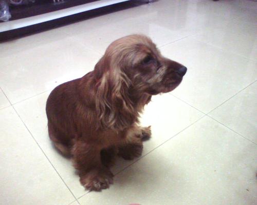 my Bob - It is my pet,its name is Bob.