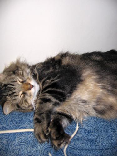 Sleeping Lando - My sleeping kitty.