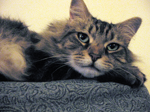 Adorable Lando - Isn't he cute?