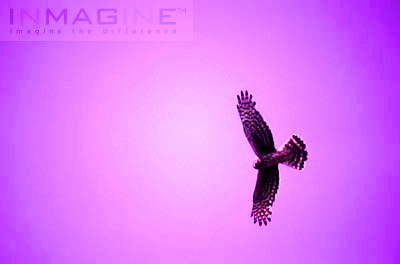 flying eagle - This is a picture of a flying eagle... see how majestic it soars above the sky. It is said that they are not affected with bad weather because they can even fly above the dark clouds that brought the storm... O how i pray that we people can be like eagles in facing life problems... soaring high... above the obstacles and difficulties we face in our lives... and fly higher than any hindrances that goes in out way...  Yeah! Go Eagle!!!
