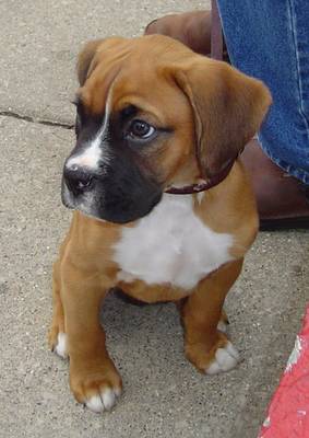 Our Boxer puppy Taz - This is our Boxer puppy! Isn't he just adorable? :o)