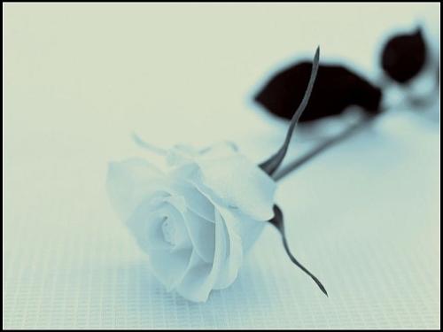 beauty - beautiful