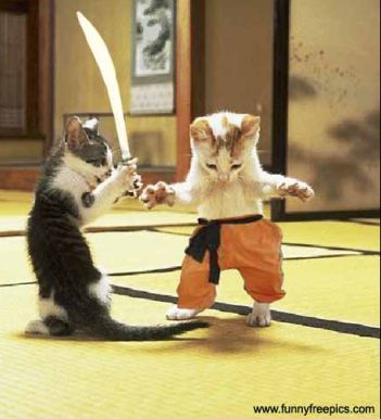 cats animals fight funny - a funny picture of two cats fighting
