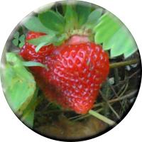 Strawberry From My Garden - Our first strawberry from our first garden and man was it a tasty strawberry.