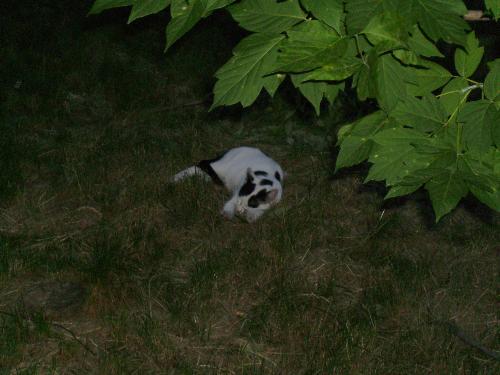 Random kitty, sleeping in the grass - I call her a random kitty as it was the first and probably the last i would ever get to see her, as it was in another part of the city not where i live.
