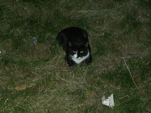 Random kitty 2, looking at me - As her sister / brother was sleeping in the grass, this kitty was quite active and aware of my presence, as you can see she / he was looking at me.