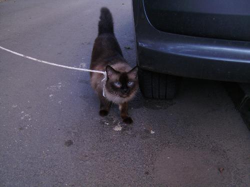 Cat on a leash - That cat on a leash was at a walk with her owner, who is one of the person that feeds the kitties i posted earlier. I reckon he must be an animal lover (or at least a cat person).