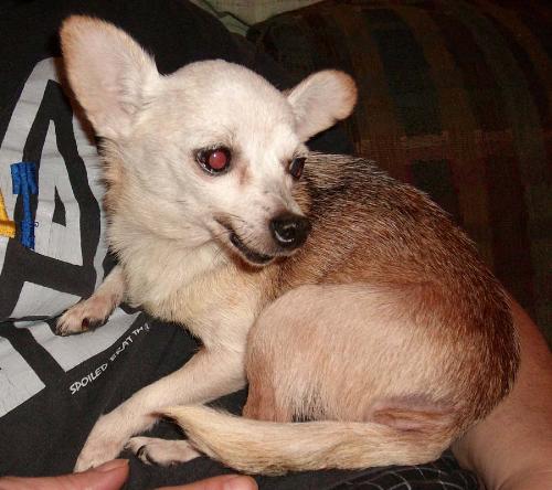 chihuahau - This is Annie...my toothless ten year old chihuahua.