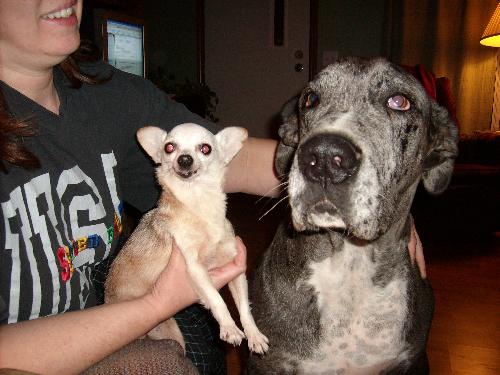 chihuahua and great dane - My ten year old Chihuahua, Annie. And the Great Dane belongs to my daughter and son in law...and is named Zada.