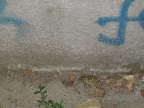 Frog... passing by - I was going home that night when i saw something moving in front of me on the sidewalk... after closing in and taking 2 pictures (the first missed it) i realized that it was a cute little frog.