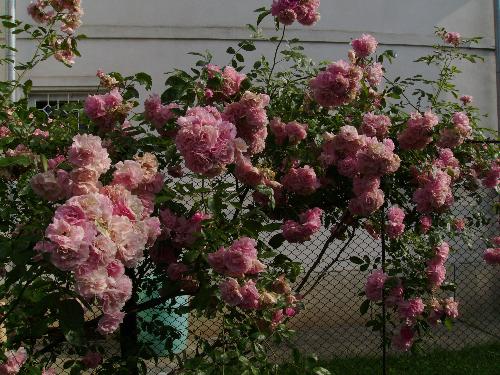 Fence roses - They are simply beautiful. These crawling roses grow on the fence that separates my girlfriend's parents house from their neighbor.