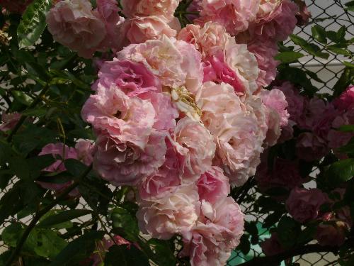 Up close bunch of roses - Yes, as the title says, this is an up close picture of the fence roses i just recently posted here. The picture was taken just a few days back this month.