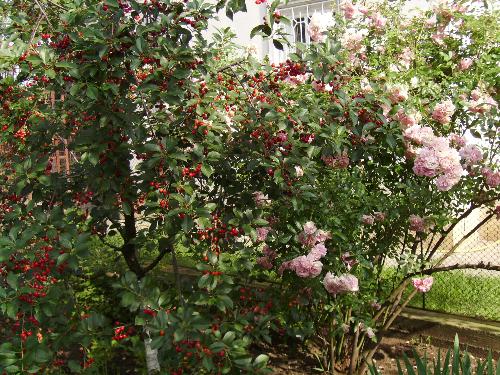 Fence roses and sour cherries - Fence roses and sour cherries is what you can see in this picture. Because the sour cherries have grown to crowded, they are really small this year - but they still taste right.