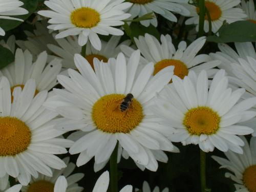 Up close with a bee - That bee had just finished with the roses in the yard, and had now switched to daisies for a change.