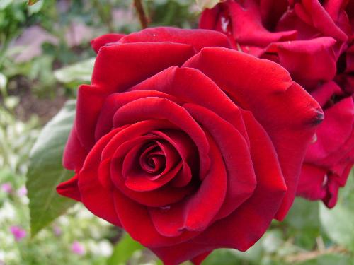Up close with a rose - This red rose is simply beautiful and i was thinking of using it as a desktop for a while. Feel free to do so if you like it ;)