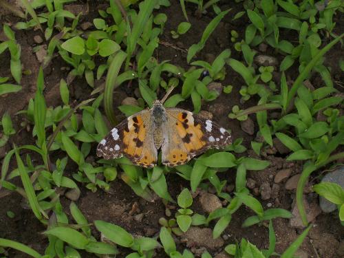 Butterfly sitting still - Butterfly sitting still ? So still that we both first thought it was dead, but after taking the picture, i touched his feet, and he flew away, so he was very much alive.