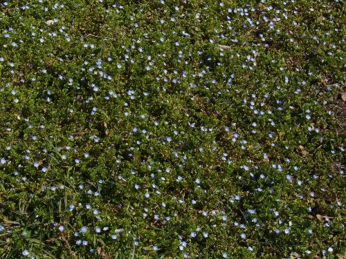 Field of 'don't forget me' flowers - I don't know what the real name is, but i know the nickname of those flowers is 'don't forget me' in my native language.
