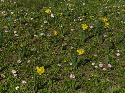 Field of flowers in the park - Well me and my girlfriend were walking close to easter in the park near her and we stumbled across several flower fields there. The yellow flower is called daffodil, or so i found it written in a dictionary.... i also found the alternatives - narcissus and lent lily.
