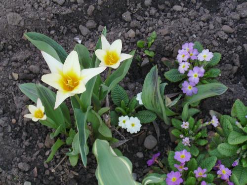 Up close with some flowers - This was taken by my girlfriend in her mother's yard. As you can see she captured some daffodils and some violets (assuming that is the English term for it :D)