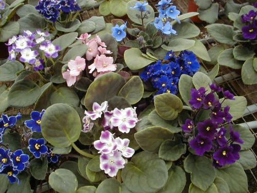 African violets - Lovely African violets African violets - Lovely African violets