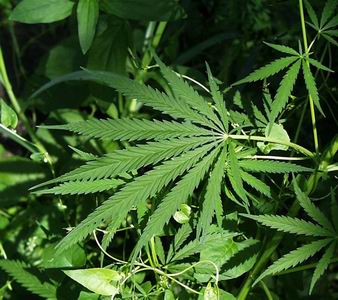 Medical Marijuana helps with depression - If those that are diagnosed with depression medical marijuana is a great medicine.