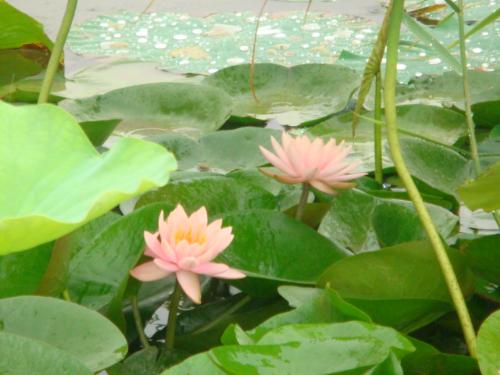 water lily - beautiful quiet
