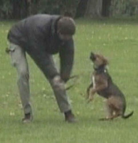 Dog abuse - Some people can lose their cool when it comes discipling their dog.