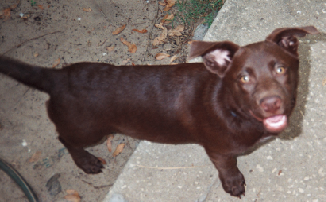My Dog - This is my lab x border collie, Tuarwen. Shes 1 1/2 years old, spayed. Our old roommate used to own her brother and her mother. He was going to take the mother, uncle, tuarwen and her two sisters to the pound. When my moms friend took the three girls in, and bear(her brother) came to stay with us. My moms friends family ignored poor Tuarwen and payed attention to only her sisters, so they brought her over for me to show to my neighbor. I saw her and fell in love with her at first sight, she was so cute. Shes short, only 15 inches tall but has the heart of gold. I swear it. Shes loyal as can be, listens...most the time, can walk off leash and follows me everywhere. Her favorite place to lay is right by my computer chair when im on the computer, and she sleeps at the foot of my bed.