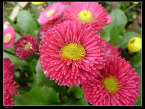 lovely red flowers - The photo is taken by my digital camera near my school. The flowers are in full bloom. How lovely are they!