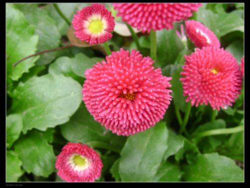 lovely red flowers - The photo is taken by my digital camera near my school. The flowers are about to opern their buds. How lovely are they!