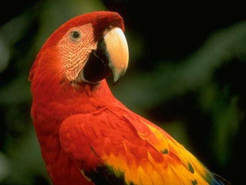 birds - colorful bird..