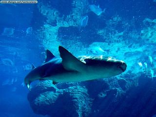 Harmless Unless Provoked - Harmless Unless Provoked