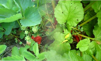 Strawberries and Rhubarb - Strawberry and Rhubarb together has long been a flavour I love and when you put them together in a pie, well that just rocks.