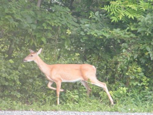Deer - First deer of the year on our property! I love watching them, so graceful. She was just starting to wander back into the woods when I snapped this photo. Deer - First deer of the year on our property! I love watching them, so graceful. She was just starting to wander back into the woods when I snapped this photo.