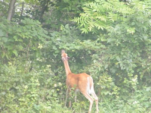 Deer - Here's another one. There must be something really yummy over there! OH!!! I know what it is!!! Honeysuckle!!!