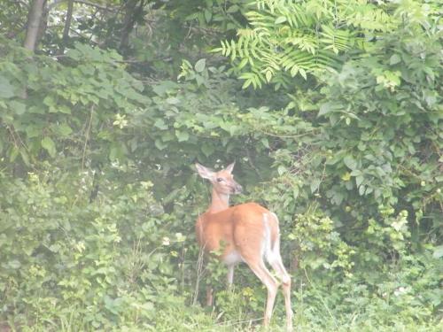 Deer - Another shot of the same deer.