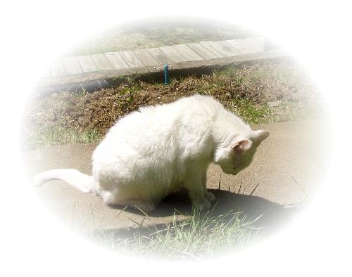 My cat, Sasha, who just passed away. - My poor sweet kitty died about two weeks ago. I'd had her for twelve years and even though I don't like cats all that much she was the best cat ever.