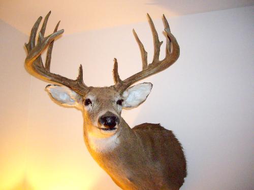 trophy deer mount - I shot this deer during the 2006 Rut. It was one of the best hunting seasons I have ever had. It scored in the 270's booneand crocket. Very few people has even see deers like this one. I have been hunting now, for a very long time. I have only seen a few bucks bigger than this one. I am an active duty Solder weeks from retirement. I plan to retire go home and hunt every sec I am allowed by law. Any others out there have any big bucks I'd like to see them......