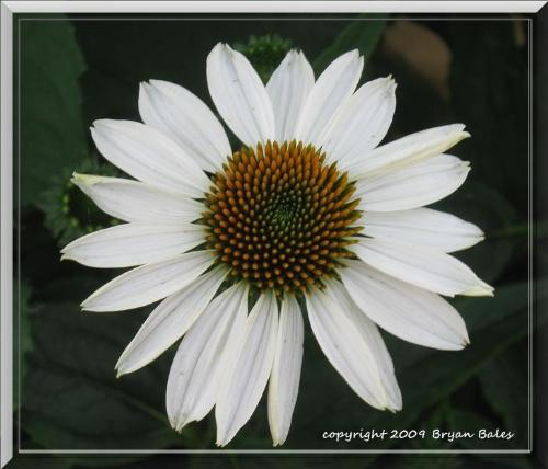 Flower - Signs of spring and summer abound. I found this one after being invited to take shots of a friends property. Taken with a Canon Powershot