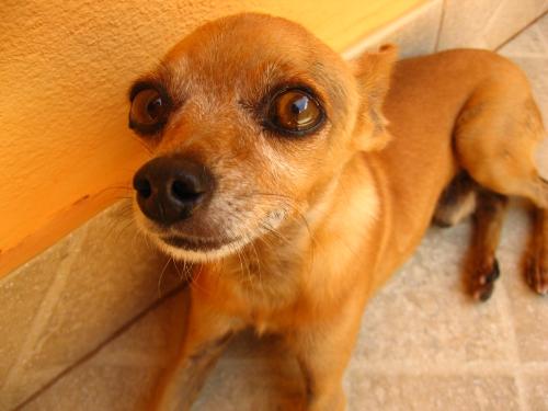 My dog - This is my little dog ^^ This photo was taken about 2 years ago.