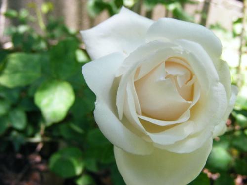 White Rose - This was the first white rose bloom this spring. The rosebush was here when I bought the house nearly nine years ago; and, I am sure it was here many years before that. It generally grows huge and heavy with blooms. It gets so big that it always breaks the supports I put in it. I cut it back every year. Last year it didn't grow or bloom, but this year it has come back.