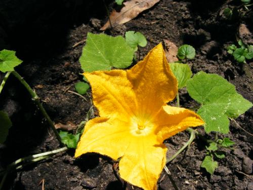 Squash Bloom - This is our first attempt at growing our own food in our yard at this house. We've been her about nine years. Here is a beautiful squash bloom.
