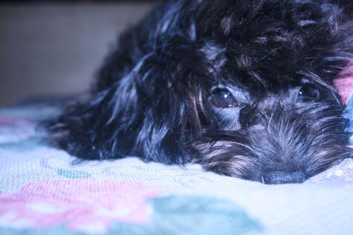 shine! - my lovable pet dog!