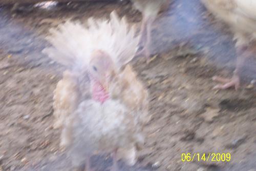 Turkey - Tiny turkey showing its spread, when sister and brother in law, wanted to see how big they were getting.