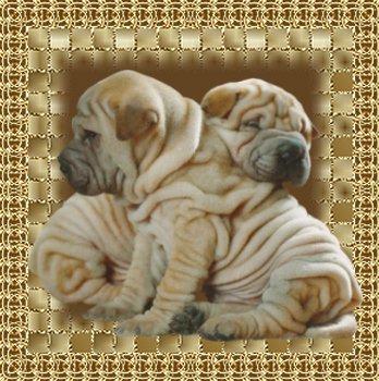 Mans Best Friend - Just looking Cute