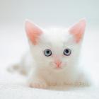 White Cat With Blue Eyes - 85% of them are deaf. I wonder why....