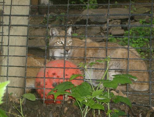 Lynx - The Lynx at the zoo